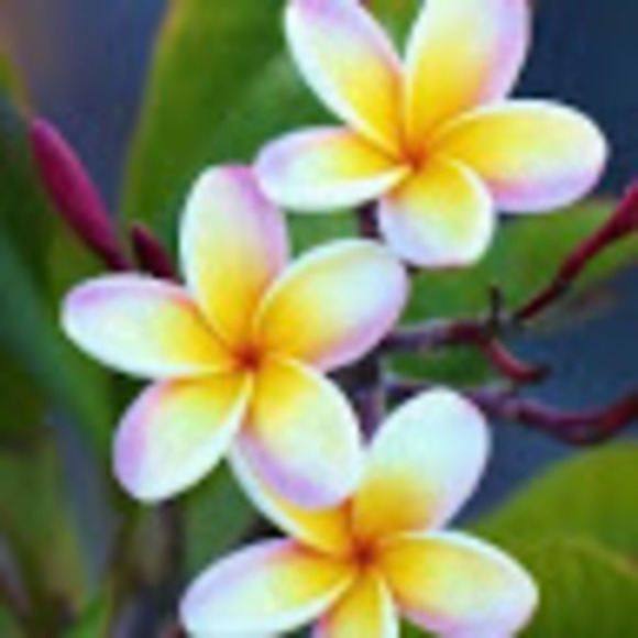 Meet your Posher, Cye - Picture 1 of 1